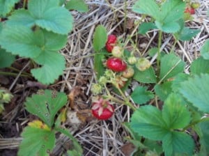 Strawberry picking time in Minnesota