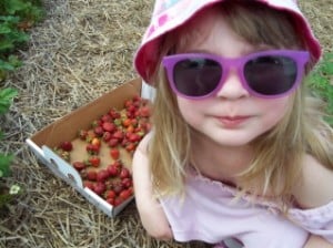 strawberry picking kid