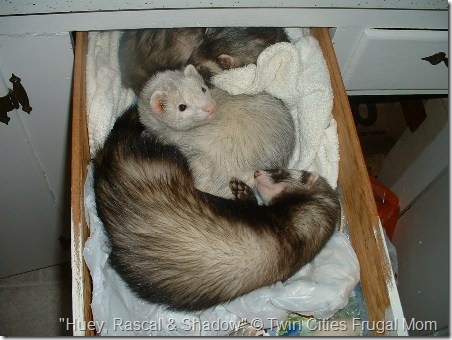 3Ferrets