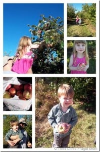 pleasant valley orchard