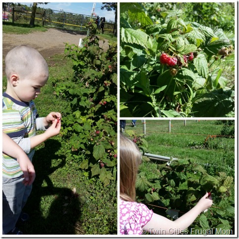 Afton Raspberries Afton Raspberries