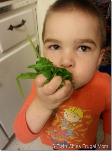 thorspinach thorspinach