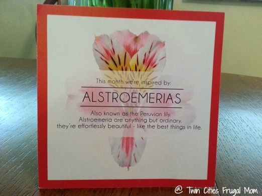 alstroemerias
