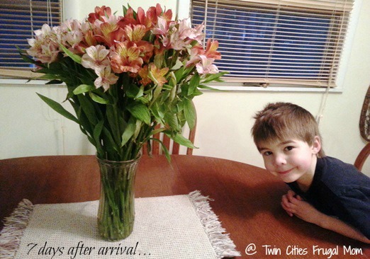 bloomsyboxtable7days