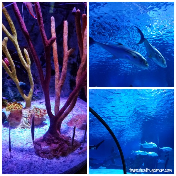 Sea Life Aquarium Mall of America