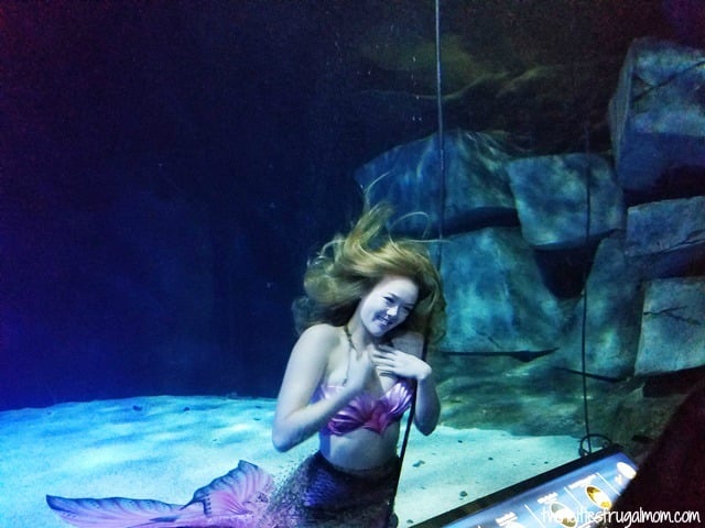 Sea Life Aquarium Mall of America Mermaids