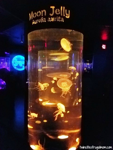 Sea Life Mall of America Jellyfish