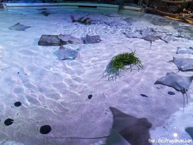 Sea Life Aquarium Mall of America Stingrays