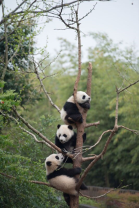 Pandas documentary