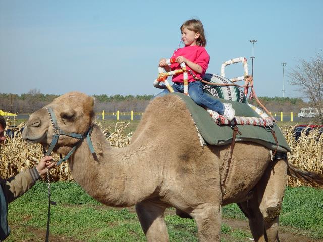 Severs Camel Rides