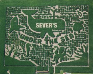 Severs Corn Maze