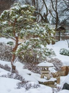 Photo courtesy Minnesota Landscape Arboretum