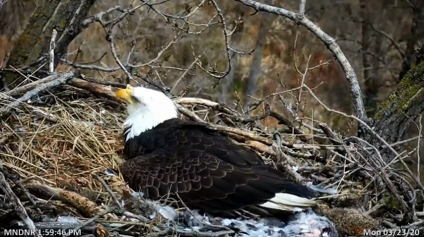 DNR Eagle Cam