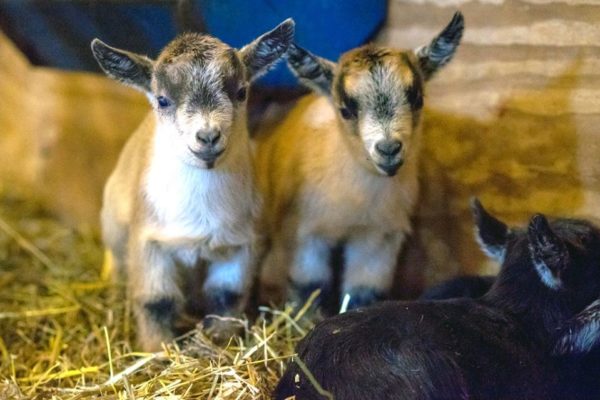 Minnesota Zoo Farm Babies