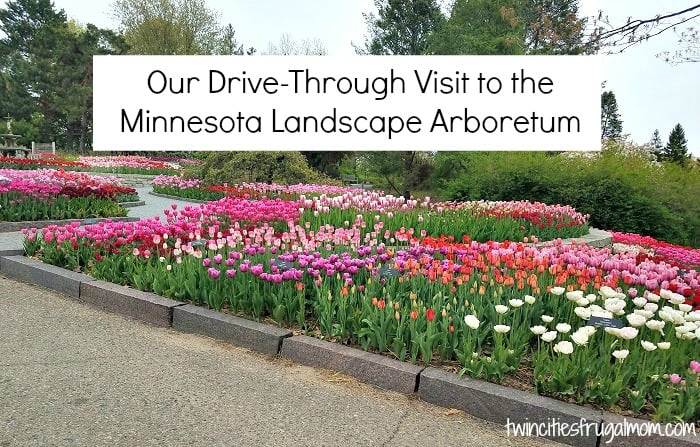Minnesota Landscape Arboretum Drive Through Visit