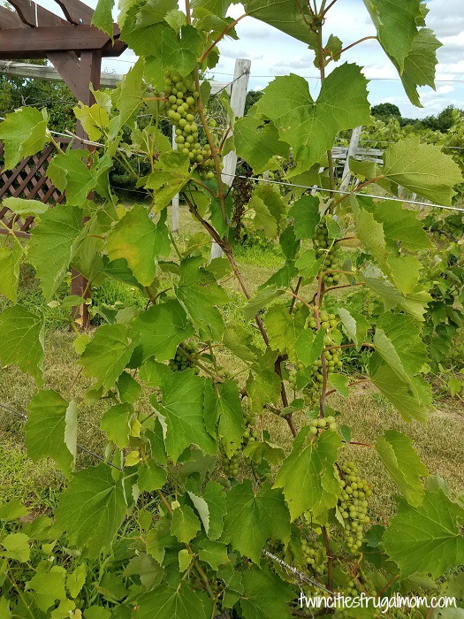 Wild Mountain Winery