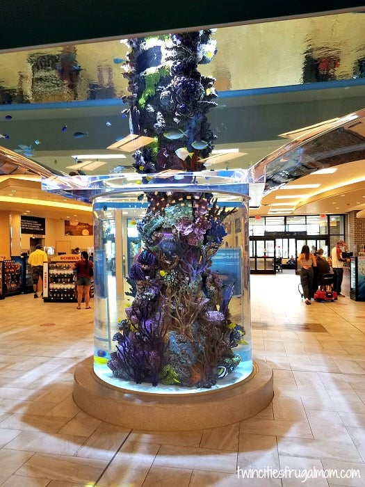 Scheels aquarium