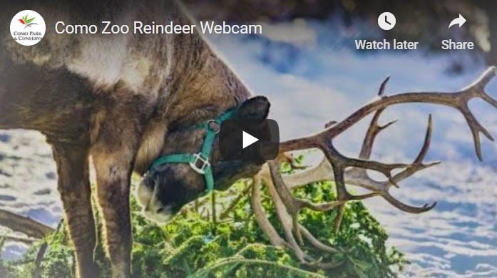 Como Zoo Reindeer Cam