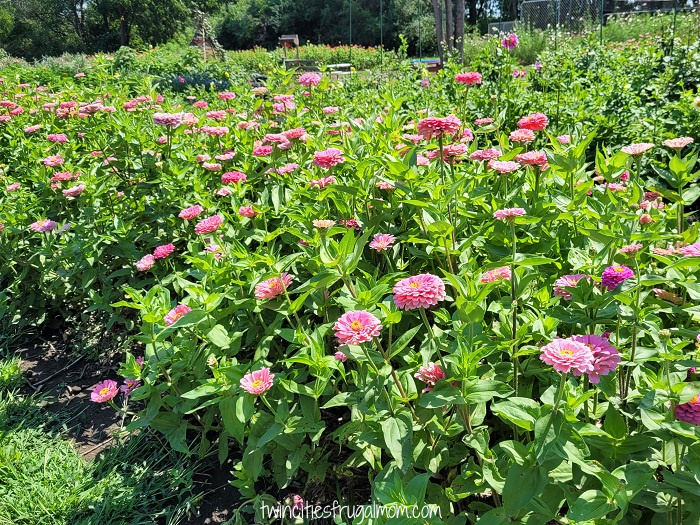 Emery Acres Flower Farm
