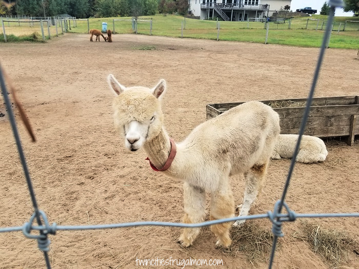 Foggy Bottom Alpacas