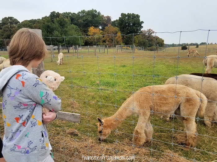 Foggy Bottom Alpacas