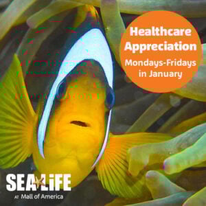 sea life january healthcare