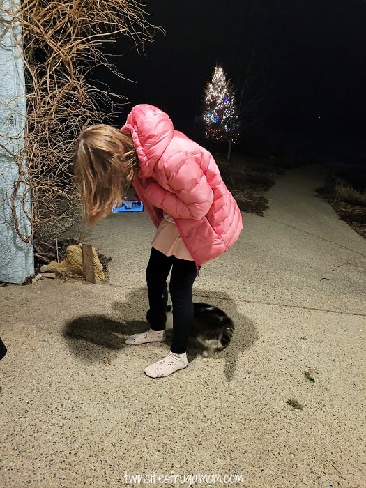 new day dairy guestbarn cat