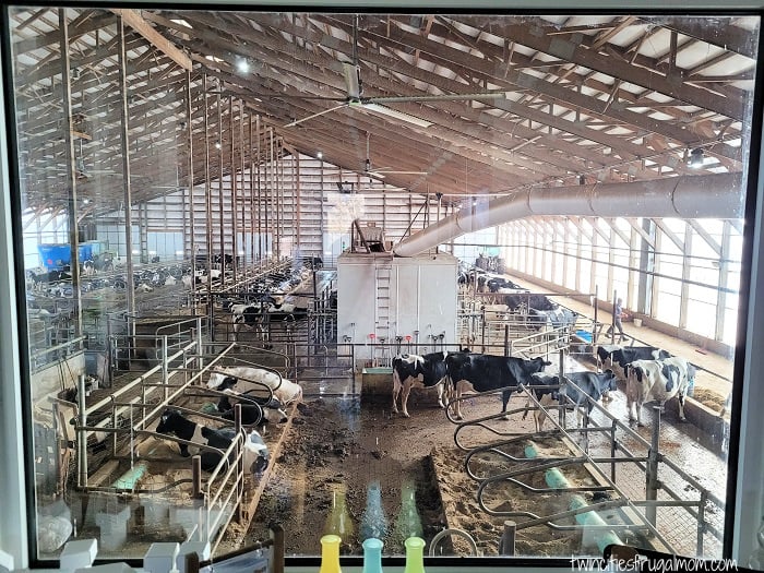 new day dairy guestbarn cow window