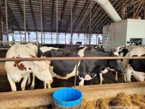 new day dairy guestbarn cows