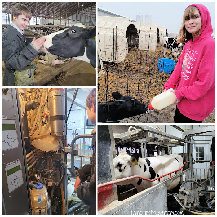 new day dairy guestbarn farmer challenge cows