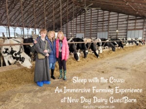 new day dairy guestbarn sleep with the cows