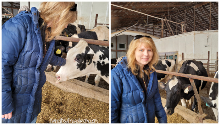 new day dairy with cows