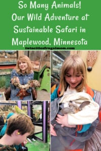 so many animals sustainable safari pinterest