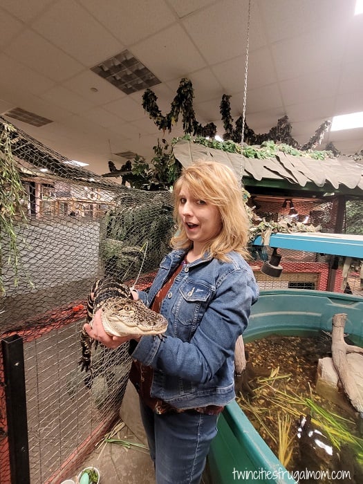 sustainable safari alligator