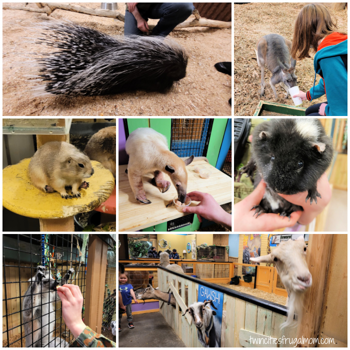 sustainable safari animals