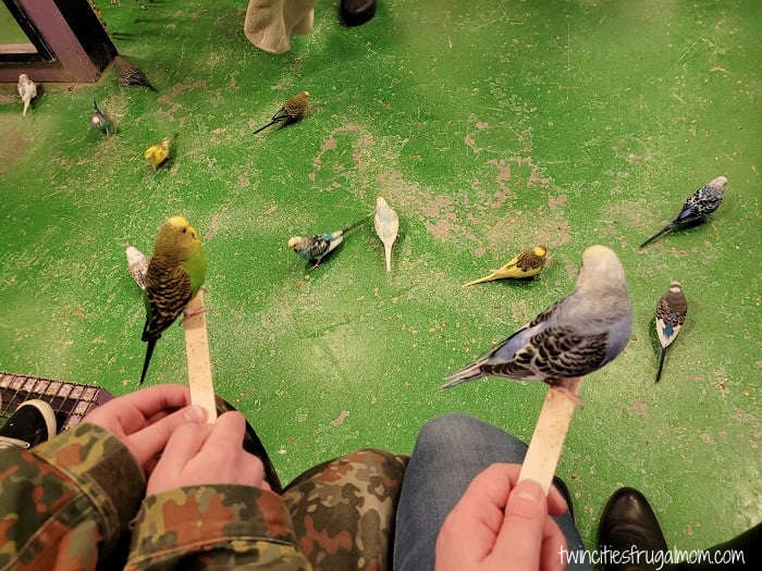 sustainable safari bird sticks