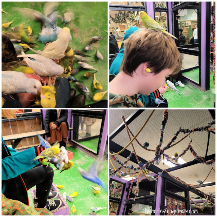 sustainable safari birds
