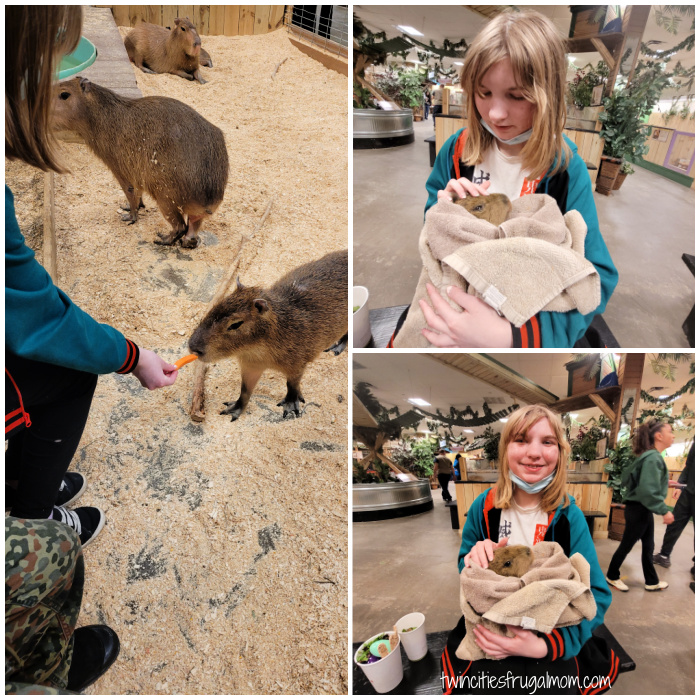 sustainable safari capybara