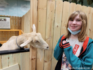 sustainable safari hungry goat