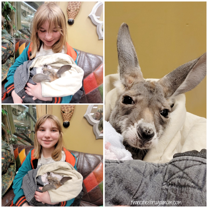 sustainable safari kangaroo