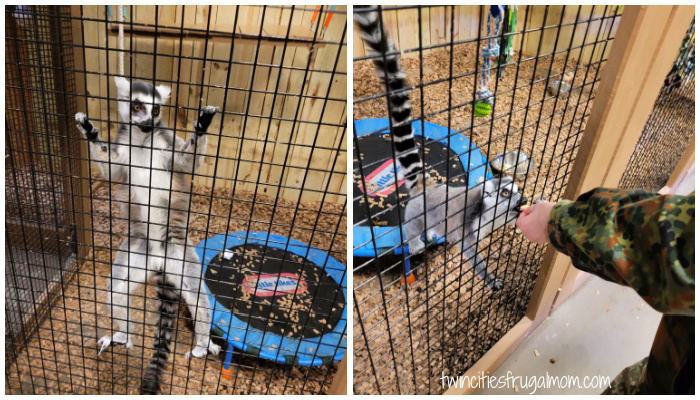 sustainable safari lemurs
