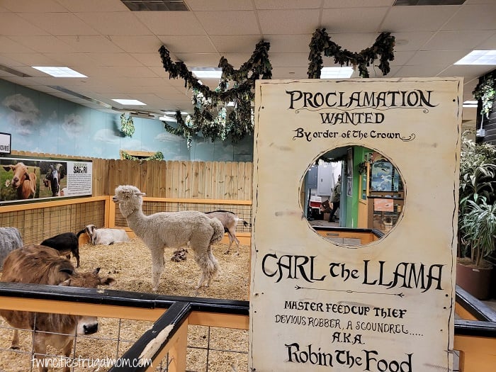 sustainable safari llama