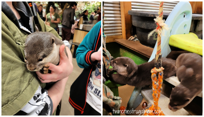 sustainable safari otters