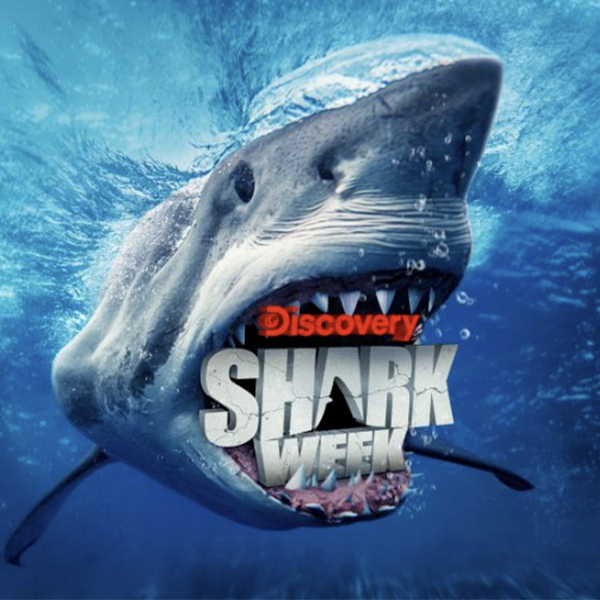 discovery shark