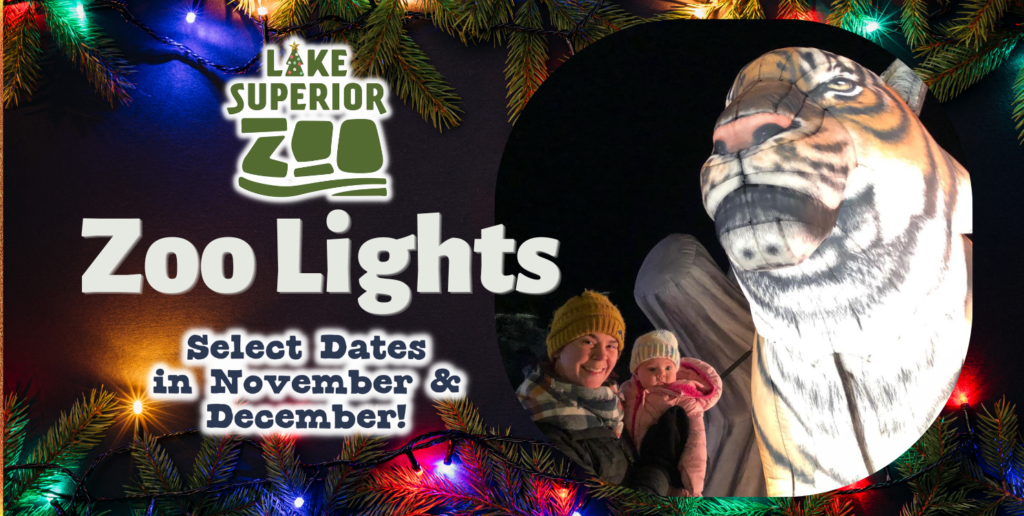 lake superior zoo lights