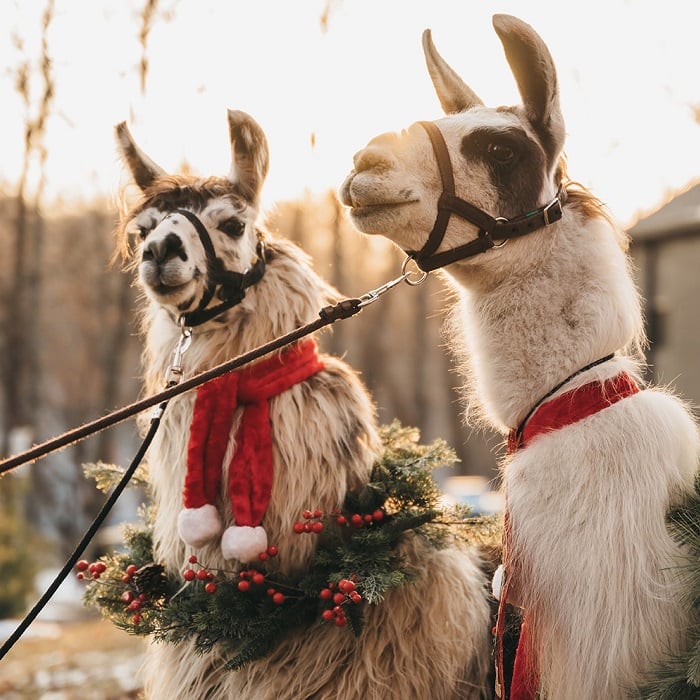 northern express llamas