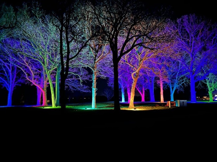 trees with lights