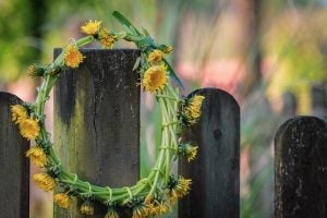 dandelion wreath