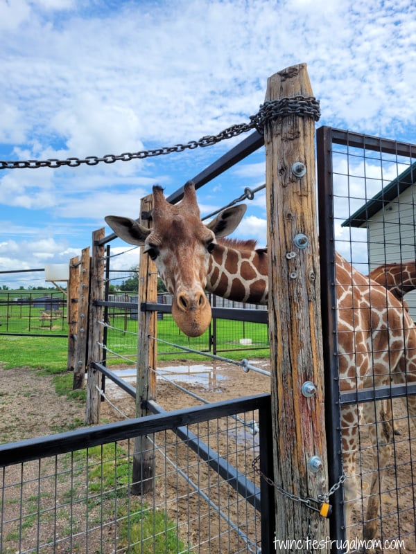 hemker park zoo giraffe
