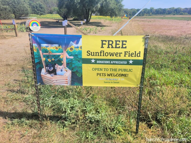 andover sunflower field 